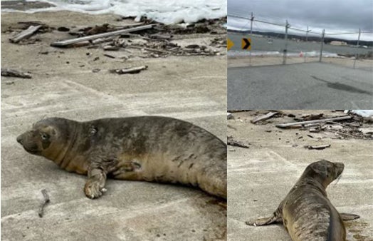 Seal rescue